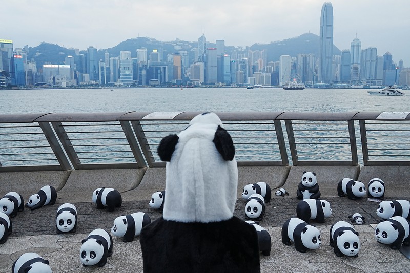 Hong Kong memamerkan 2.500 patung panda menyusul kelahiran dua anak di taman hiburan setempat. (REUTERS/Lam Yik) Hong Kong memamerkan 2.500 patung panda menyusul kelahiran dua anak di taman hiburan setempat. (REUTERS/Lam Yik)