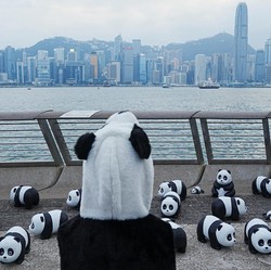 Potret 2.500 Panda 'Serbu' Hong Kong, dari Bandara sampai Taman