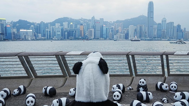 Hong Kong memamerkan 2.500 patung panda menyusul kelahiran dua anak di taman hiburan setempat. (REUTERS/Lam Yik)