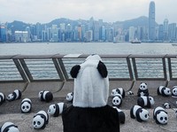 Potret 2.500 Panda 'Serbu' Hong Kong, dari Bandara sampai Taman