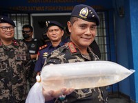 Prabowo Akan Bentuk Satgas Pemberantasan Penyelundupan Benih Lobster