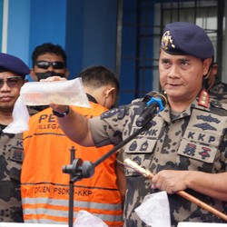 KKP Gagalkan Penyelundupan 6,44 Juta Benih Lobster Senilai Rp849 M