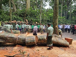 Ketimpa Pohon Monkey Forest, Turis Dapat Uang Asuransi Rp 1 Miliar