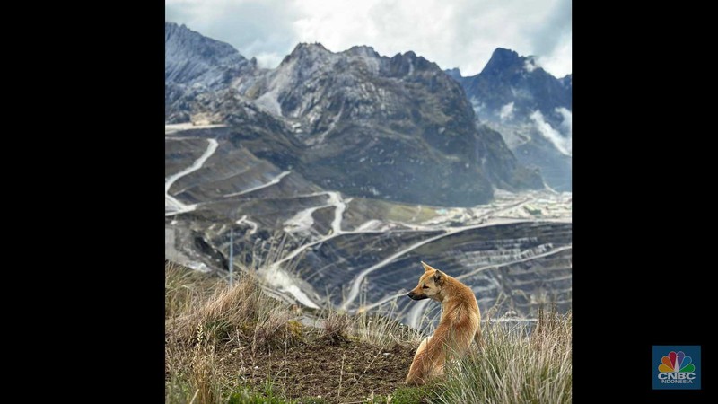 New Guinea Singing Dog (NGSD) atau Dingo si Penyanyi di area bekas tambang terbuka Grasberg, Timika, Papua milik Freeport Indonesia. (CNBC Indonesia/Pratama Guitarra)