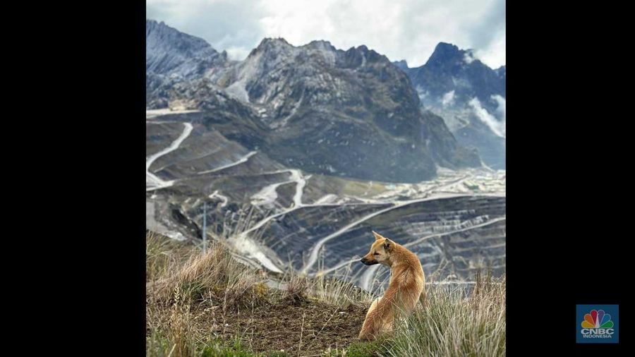 New Guinea Singing Dog (NGSD) atau Dingo si Penyanyi di area bekas tambang terbuka Grasberg, Timika, Papua milik Freeport Indonesia. (CNBC Indonesia/Pratama Guitarra)