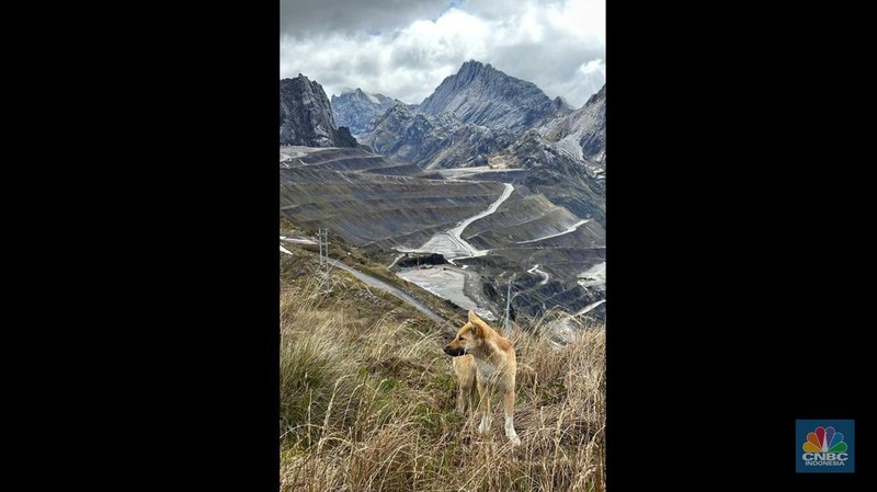 New Guinea Singing Dog (NGSD) atau Dingo si Penyanyi di area bekas tambang terbuka Grasberg, Timika, Papua milik Freeport Indonesia. (CNBC Indonesia/Pratama Guitarra)