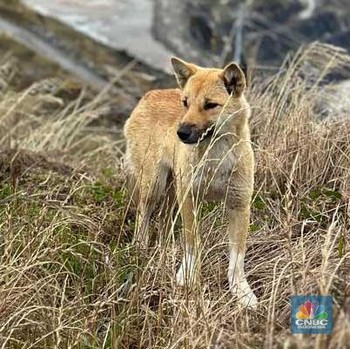 Penampakan Langka, Anjing New Guinea di Area Tambang Grasberg Freeport