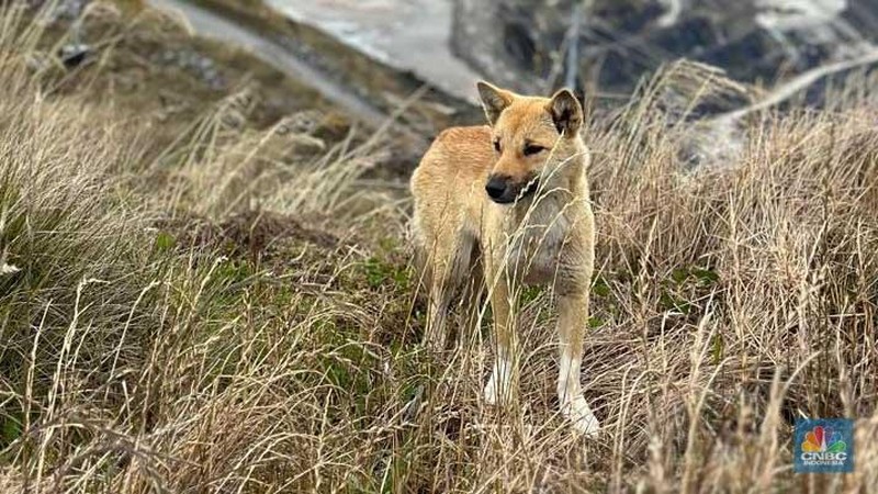 New Guinea Singing Dog (NGSD) atau Dingo si Penyanyi di area bekas tambang terbuka Grasberg, Timika, Papua milik Freeport Indonesia. (CNBC Indonesia/Pratama Guitarra)