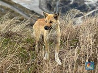 Penampakan Langka, Anjing New Guinea di Area Tambang Grasberg Freeport