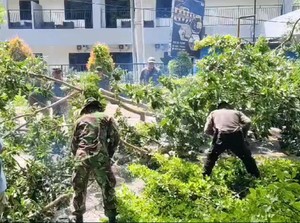 Pohon Tumbang Trenggalek Timpa 4 Korban-1 Tewas, Perampingan Dilakukan