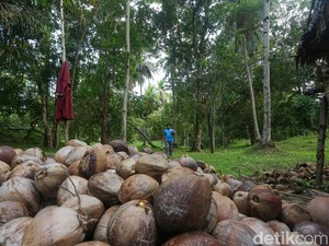 Ada Hilirisasi, Mentan Klaim Harga Kelapa Bisa Tembus Rp 6.000 per Butir