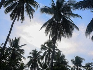 PTPN Bakal Bangun Kebun Kelapa Raksasa, Dimulai September 2025
