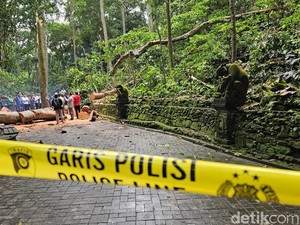 Kecelakaan Monkey Forest Ubud Disorot Media Asing: Mengerikan!