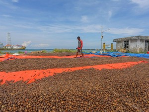 Gurihnya Bisnis Kacang Mete di Konawe Kepulauan, Omzetnya Ratusan Juta!