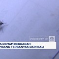 Video: Banyak Nyambuk DBD, Australia Beri Travel Warning Bali