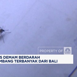 Video: Banyak Nyambuk DBD, Australia Beri Travel Warning Bali