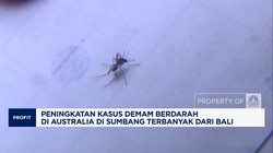 Video: Banyak Nyambuk DBD, Australia Beri Travel Warning Bali
