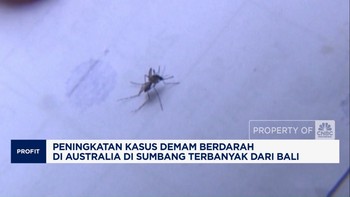 Video: Banyak Nyambuk DBD, Australia Beri Travel Warning Bali