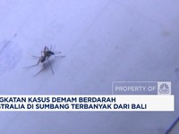 Video: Banyak Nyambuk DBD, Australia Beri Travel Warning Bali