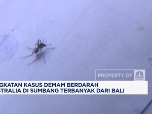 Video: Banyak Nyambuk DBD, Australia Beri Travel Warning Bali