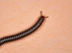 Kenapa Kaki Seribu Masuk Rumah? Ini Cara Basmi dan Cegahnya Kenapa Kaki Seribu Masuk Rumah? Ini Cara Basmi dan Cegahnya