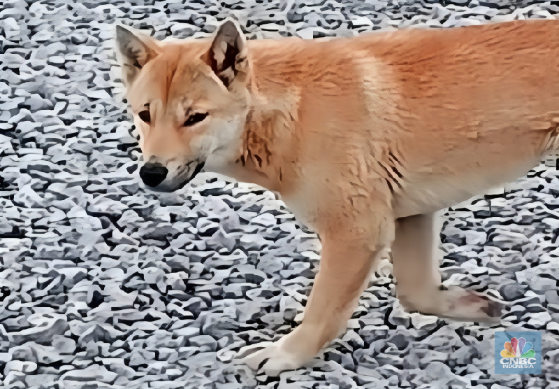 New Guinea Singing Dog (NGSD) atau Dingo si Penyanyi di area bekas tambang terbuka Grasberg, Timika, Papua milik Freeport Indonesia. (CNBC Indonesia/Pratama Guitarra)