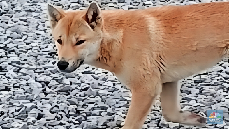 New Guinea Singing Dog (NGSD) atau Dingo si Penyanyi di area bekas tambang terbuka Grasberg, Timika, Papua milik Freeport Indonesia. (CNBC Indonesia/Pratama Guitarra)