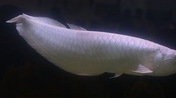 Ini 6 Ikan Termahal di Dunia, Ada yang Harganya Miliaran