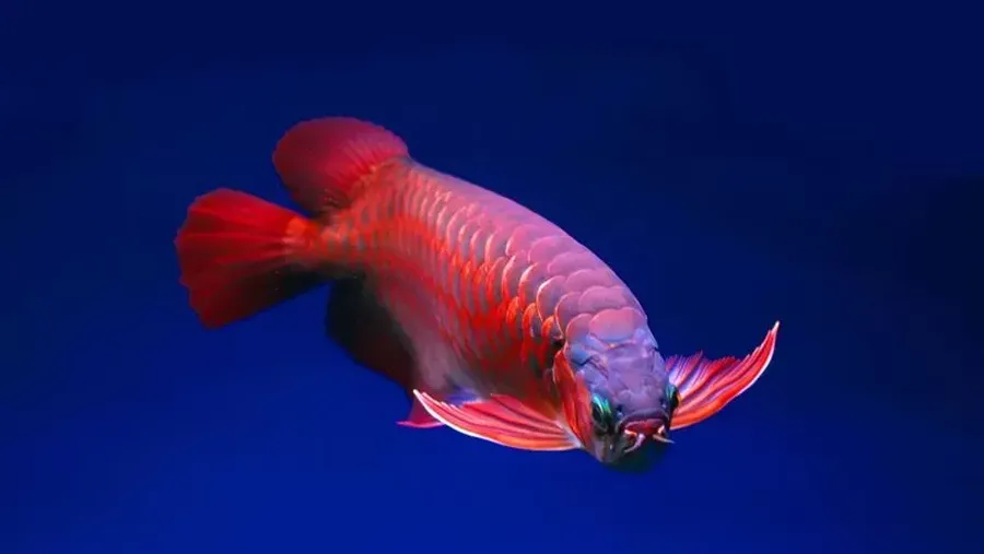 Ikan arwana super red. (Istimewa)