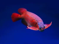 Ikan dari RI Jadi Primadona, China Berani Bayar Mahal