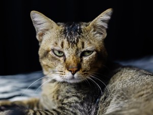 14 Bau yang Tidak Disukai Kucing untuk Mengusirnya Jauh-jauh dari Rumah