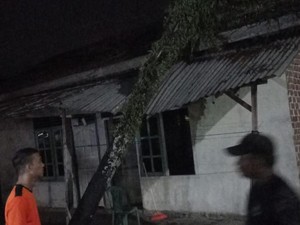 1 Rumah di Lubuklinggau Rusak Tertimpa Pohon Tumbang Akibat Puting Beliung