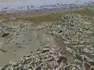 Viral Ribuan Ikan Mati di Pantai Tegal Papak, Ini Kata BPBD Pandeglang