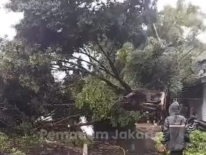 Pohon Tumbang Timpa Tiang Lampu hingga Tutup Jalan Bogor Raya Jaktim