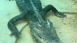 Ada Buaya Kerempeng di Kebun Binatang China