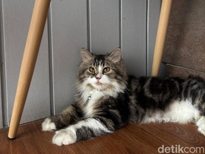11 Cara Mengusir Kucing Liar agar Tidak Kembali Lagi dan Kapok Tanpa Menyakiti