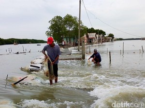Video: Penampakan Banjir Rob Rendam Puluhan Rumah di Pesisir Utara Karawang