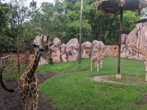 Gemas! Batu Secret Zoo Kenalkan Panda Merah dan Jerapah dari Jepang