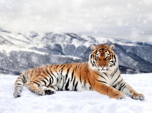 Ratusan Harimau Siberia Jalani Puasa Selama 2 Bulan