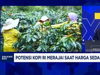 Video: Masih Tergantung Tengkulak, Bukti Petani Kopi Belum Sejahtera!