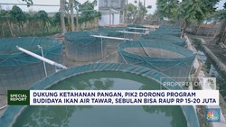 Dukung Ketahanan Pangan, PIK2 Dorong Program Budidaya Ikan Air Tawar