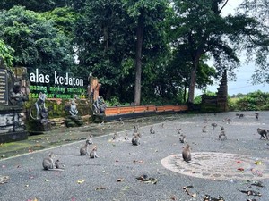 Alas Kedaton Kalah Saing dengan Objek Lain, Dikunjungi 65 Wisatawan Tiap Hari