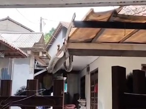 Viral Ular Sanca 3 Meter Muncul di Plafon Rumah di Bogor, Damkar Evakuasi