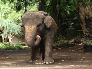 Hilang Nyawa Gajah Moly karena Terseret Arus Sungai Wos