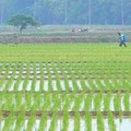 Bukan Beras, Ketahanan Pangan Takkan Bisa Terwujud Tanpa Ini