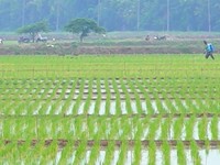Bukan Beras, Ketahanan Pangan Takkan Bisa Terwujud Tanpa Ini