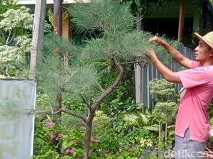 Pohon Cemara Rente Paling Favorit Diburu Warga Lamongan Jelang Natal