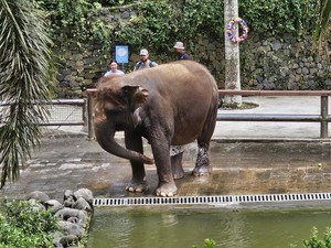 Gajah Moly Milik Negara, Bali Zoo Hanya Tempat Penitipan