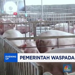 Video : Pemerintah Waspadai Demam Babi Afrika