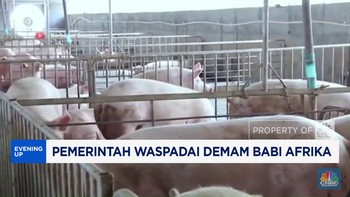 Video : Pemerintah Waspadai Demam Babi Afrika